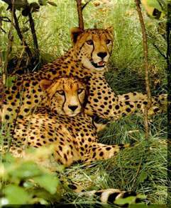 http://www.bigcats.ru/images/gepard.jpg