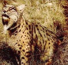 http://www.bigcats.ru/images/iblynx.jpg