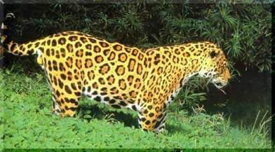 http://www.bigcats.ru/images/jaguar.jpg