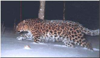 http://www.bigcats.ru/images/leopard.jpg