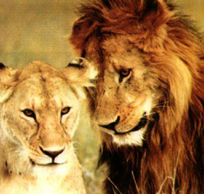 http://www.bigcats.ru/images/lion.jpg
