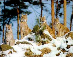 http://www.bigcats.ru/images/risi.jpg