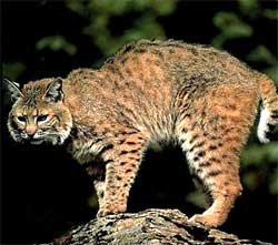 http://www.bigcats.ru/images/rlynx.jpg