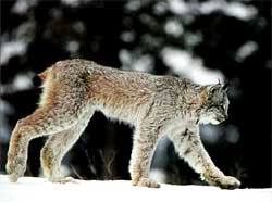 http://www.bigcats.ru/images/samlynx.jpg
