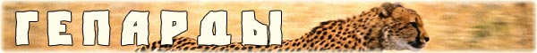 http://www.bigcats.ru/images/titles/gepards.jpg