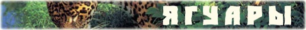 http://www.bigcats.ru/images/titles/jaguars.jpg