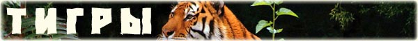 http://www.bigcats.ru/images/titles/tigers.jpg